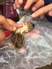 Morchella rufobrunnea