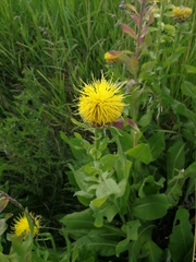 Centaurea macrocephala