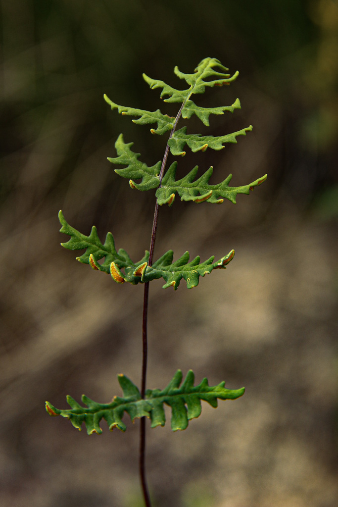 Aleuritopteris welwitschii
