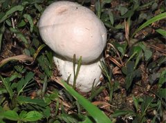 Calvatia lilacina