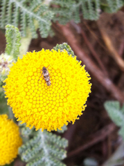Lithariapteryx abroniaeella