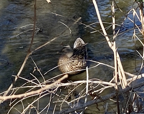 iNaturalist observation photo of Mallard