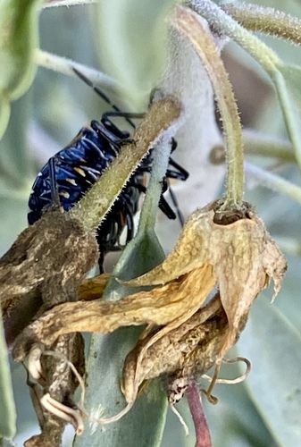 iNaturalist observation photo of Harlequin Bug