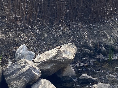 iNaturalist observation photo of Black Phoebe
