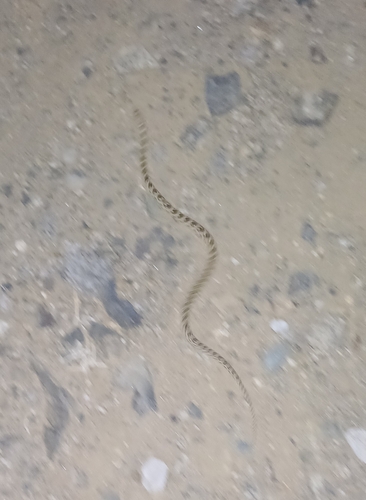Diadem Snake