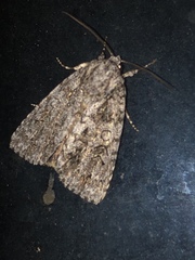 Acronicta afflicta