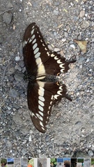 Heraclides ornythion