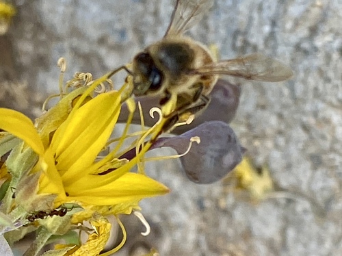 iNaturalist observation photo of Western Honey Bee