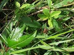 Dolomedes striatus