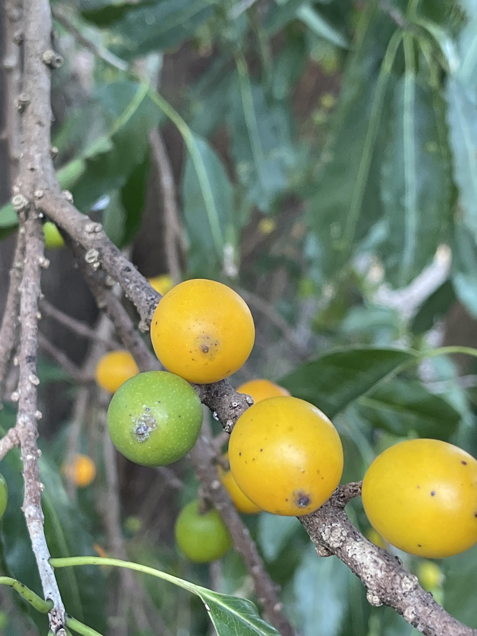 Imagem de Marmelinho-do-mato