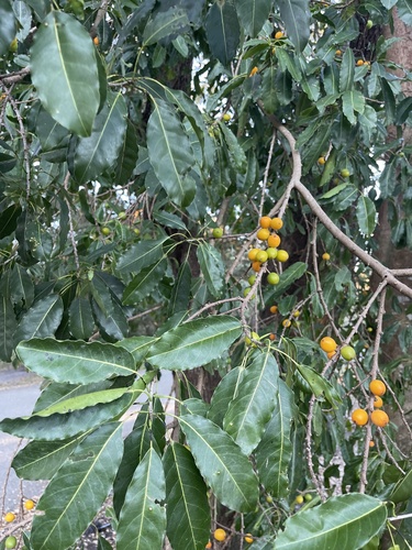 Foto de Marmelinho-do-mato