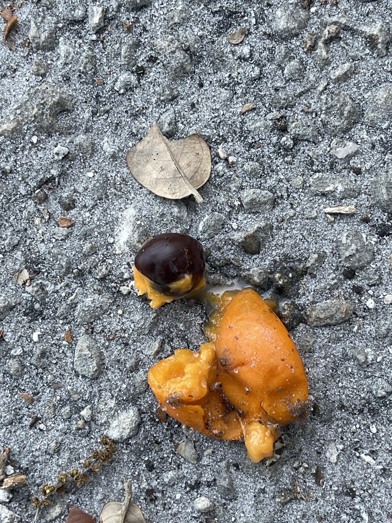 Imagem de Marmelinho-do-mato