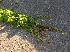 Parthenocissus quinquefolia