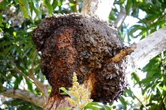 Nasutitermes corniger