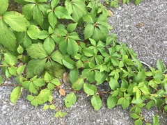 Parthenocissus quinquefolia