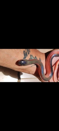 Paraná False Boa