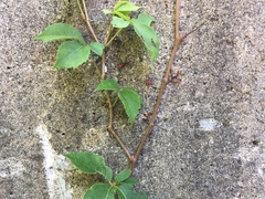 Parthenocissus quinquefolia