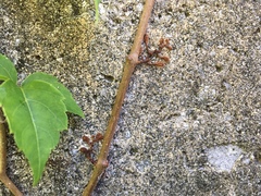 Parthenocissus quinquefolia