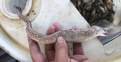 Gymnothorax nigromarginatus