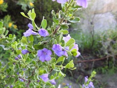 Leucophyllum laevigatum