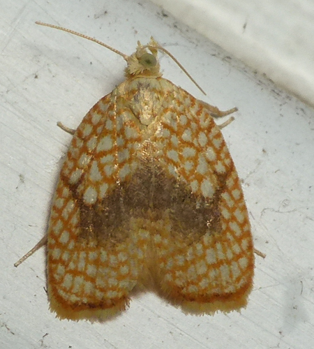 Maple Leaftier Moth photo 5