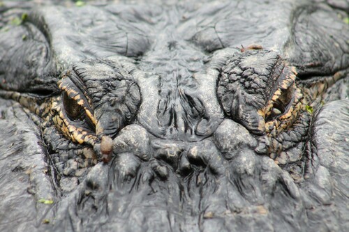 American Alligator photographed in Georgia