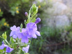 Leucophyllum laevigatum