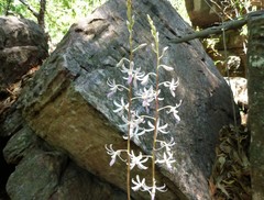 Dipodium stenocheilum