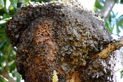 Nasutitermes corniger