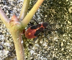 Boisea trivittata