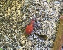 Boisea trivittata