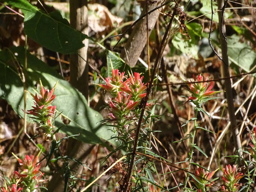 Image of Castilleja tenuiflora by (c) Ulises Pinedo, some rights reserved (CC BY)