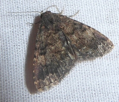 Metalectra miserulata