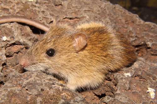 White-bellied Marsh Rice Rat (Oryzomys albiventer) — Data Deficient Mammalia