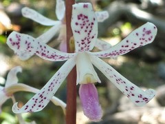 Dipodium stenocheilum
