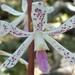 Tropical Hyacinth-Orchid - Photo (c) Zig Madycki, some rights reserved (CC BY-NC-ND), uploaded by Zig Madycki