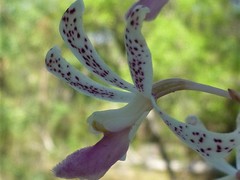 Dipodium stenocheilum