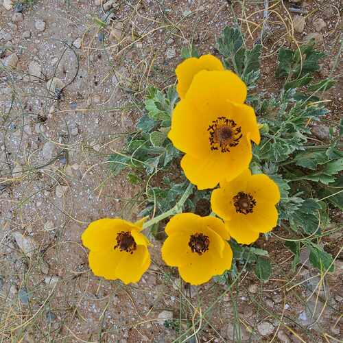 Persian Buttercup