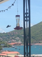 Eulampis holosericeus