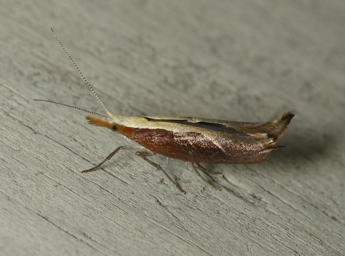 Honeysuckle Moth photo 4
