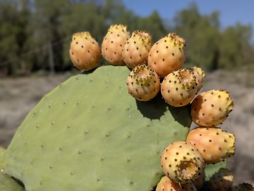 Opuntia ficus-indica