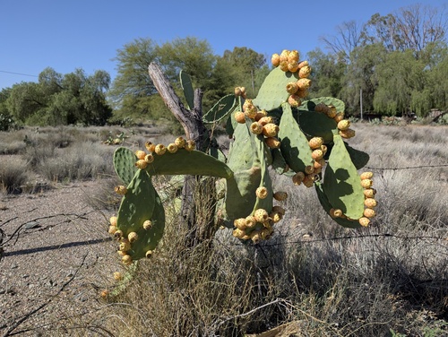 Barbary fig (Opuntia ficus-indica)