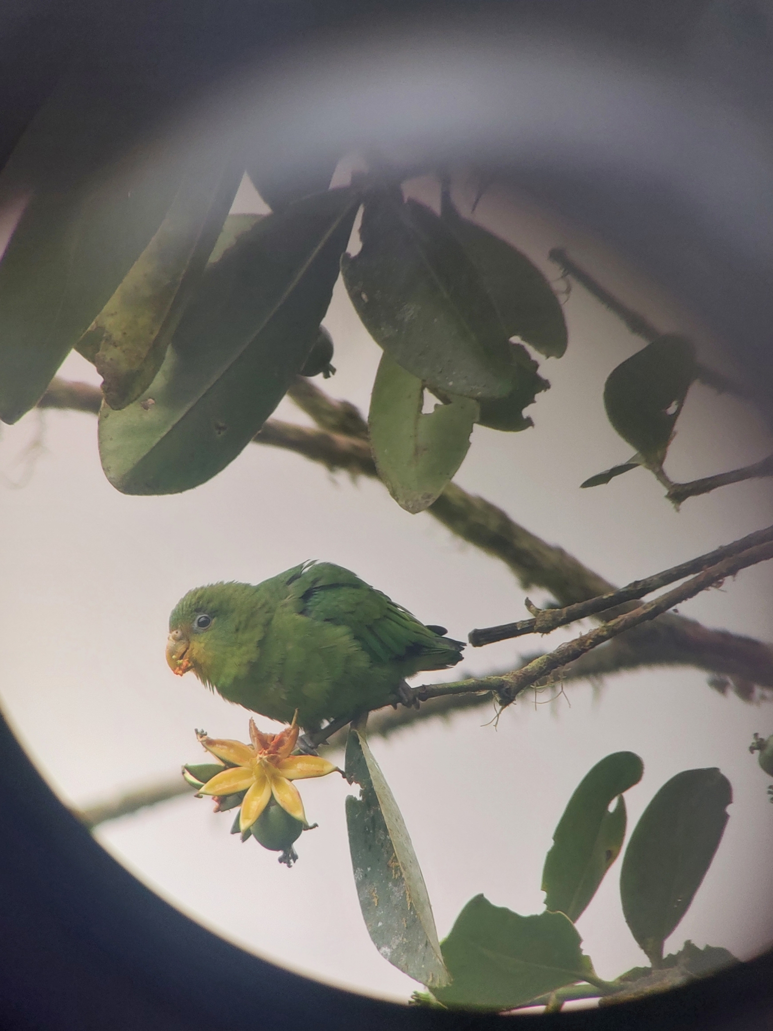 Blue-fronted Parrotlet (Touit dilectissimus), photo 2
