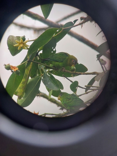 Blue-fronted Parrotlet (Touit dilectissimus), photo 3