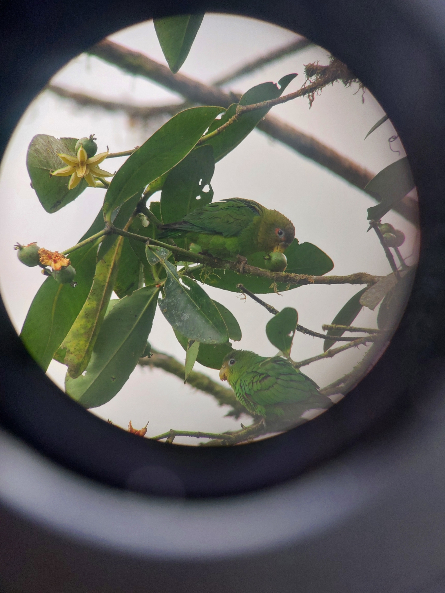Blue-fronted Parrotlet (Touit dilectissimus), photo 3