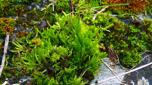 Image of Brachythecium albicans by no rights reserved