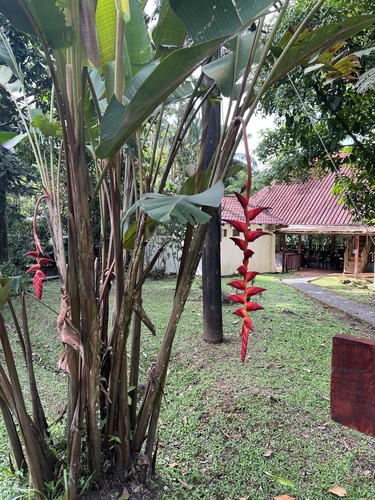 Foto de Bananeira-do-brejo