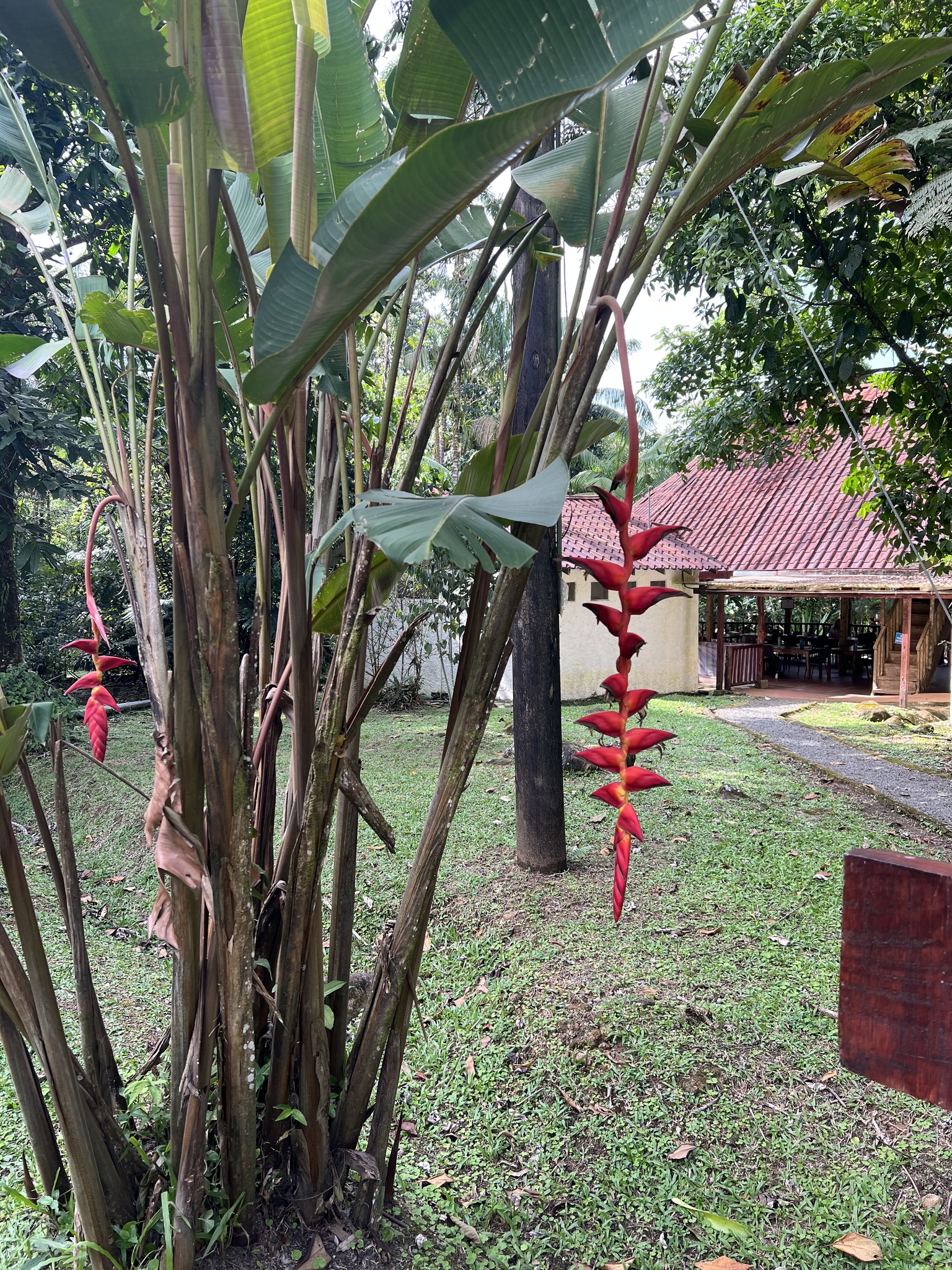 Imagem de Bananeira-do-brejo