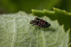 Agrilus lautuelliformis