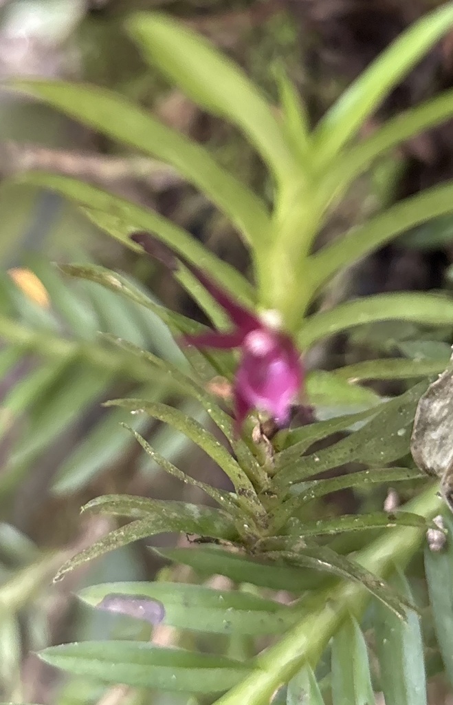 Dichaea rubroviolacea